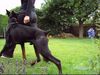 Dobermann Hund