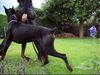 Dobermann Hund