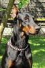 Dobermann Hund