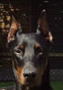 Dobermann Hund