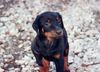 Dobermann Foto: zak 7 wochen kroatien (ID 27215) Dobermann Hund