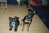Dobermann Foto: Meine Dobi Welpe mit meiner älteren Hündin (ID 26534) Dobermann Hund
