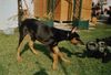 Dobermann Foto: Meine 4 Monate alte Dobi Hündin (ID 26533) Dobermann Hund