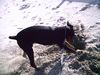 Dobermann Foto: das macht spass (ID 21830) Dobermann Hund