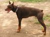 Dobermann Foto: Diabolo (ID 20427) Dobermann Hund