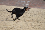 Dobermann Hund