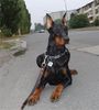 Dobermann Foto: Meine Qui Vive vom Traum der Jugend = Kiwi (ID 5642) Dobermann Hund