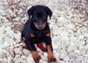Dobermann Foto: zak 7 wochen alt (ID 27216) Dobermann Hund