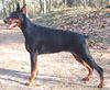Dobermann Foto: Zannia van Hof ter Eyndhoven (Femke) (ID 20324) Dobermann Hund