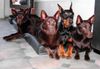 Dobermann Foto: Zannia van Hof ter Eyndhoven (Femke) zwischen Australian Kelpies schmachtend für futter (ID 20323) Dobermann Hund