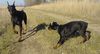 Dobermann Foto: Qui Vive & DJ (ID 18260) Dobermann Hund