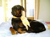 Dobermann Foto: Strullihund Oleika (ID 28364) Dobermann Hund