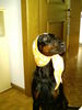 Dobermann Foto: Strullihund Oleika (ID 28365) Dobermann Hund