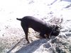 Dobermann Foto: hallo jemand da (ID 21831) Dobermann Hund
