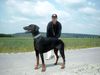Dobermann Foto: ich bin fast 6Jahre (ID 22841) Dobermann Hund
