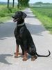 Dobermann Foto: ich bin brav (ID 22842) Dobermann Hund