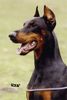 Dobermann Foto: Wanja Wandor v. Stevinhage x Judyt Dunafa (ID 2482) Dobermann Hund