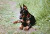 Dobermann Foto: Odessa mit 12 Wochen (ID 21632) Dobermann Hund