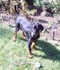 Dobermann Hund