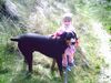 Dobermann Foto: Mikey und Jil (ID 21825) Dobermann Hund