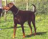 Dobermann Foto: Unsere süße Braune (ID 12072) Dobermann Hund