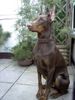 Dobermann Foto: Josy von Toonstadt (ID 23357) Dobermann Hund