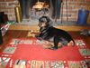 Dobermann Foto: MIKEY und sein liebster Platz (ID 17576) Dobermann Hund
