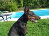 Dobermann Foto: KARA (ID 6069) Dobermann Hund