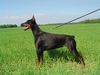 Dobermann Foto: Kara vom Blasenstein (ID 14264) Dobermann Hund