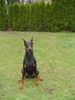 Dobermann Foto: KARA (ID 6913) Dobermann Hund