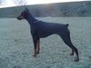 Dobermann Foto: Kara (ID 9007) Dobermann Hund