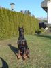 Dobermann Foto: Kara (ID 9006) Dobermann Hund