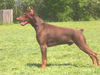 Dobermann Foto: Dobrman,Dobermann King Černý Trůn (ID 35366) Dobermann Hund