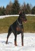 Dobermann Foto (ID 8639) Dobermann Hund
