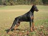 Dobermann Foto: KITANA (ID 6790) Dobermann Hund