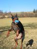 Dobermann Foto: Catch it... (ID 7419) Dobermann Hund