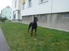 Dobermann Foto: Qui Vive vom Traum d. Jugend (ID 10055) Dobermann Hund