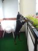 Dobermann Foto: Qui Vive (ID 9363) Dobermann Hund