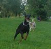 Dobermann Foto: Qui Vive (ID 12466) Dobermann Hund