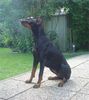 Dobermann Foto: Qui Vive (ID 11767) Dobermann Hund