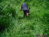 Dobermann Foto: Mikey (ID 21981) Dobermann Hund
