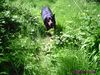 Dobermann Foto: Mikey (ID 21982) Dobermann Hund