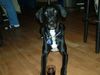 Dobermann Foto: leon im Bistro Airport (ID 13770) Dobermann Hund
