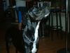 Dobermann Foto: leon im Bistro Airport (ID 13769) Dobermann Hund