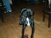 Dobermann Foto: leon im Bistro Airport (ID 13771) Dobermann Hund