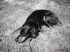 Dobermann Foto: lieb bin ich auch mal (ID 21827) Dobermann Hund