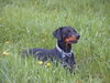 Dobermann Foto: pure Schönheit (ID 38005) Dobermann Hund
