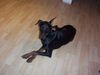 Dobermann Foto: Meine Gräfin Luna (ID 11507) Dobermann Hund