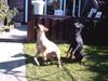 Dobermann Foto: fliegen müßt man können! (ID 15499) Dobermann Hund
