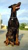 Dobermann Foto: Arnold Halit Pasa (zwergpinscher Afrodithe Golden World ) - certifikat of canisterapie, ZTP - V1A, HD - A (ID 1352) Dobermann Hund